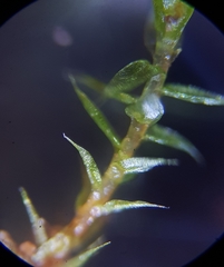 Bryum gemmiferum
