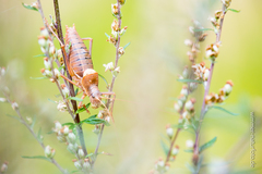 Ephippiger terrestris