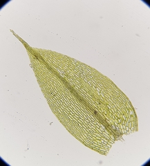 Bryum gemmiferum