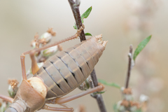 Ephippiger terrestris