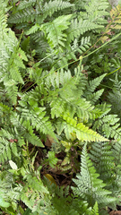 Rumohra adiantiformis