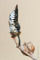 Coelioxys afer