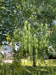 Styphnolobium