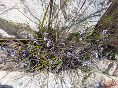 Viola decumbens scrotiformis