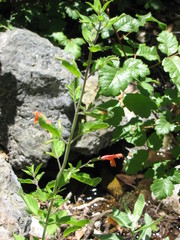 Clinopodium mimuloides
