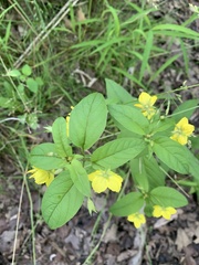 Lysimachia ciliata
