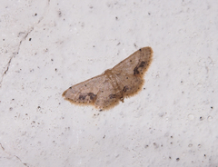 Idaea chotaria