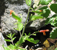 Clinopodium mimuloides