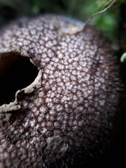Lycoperdaceae