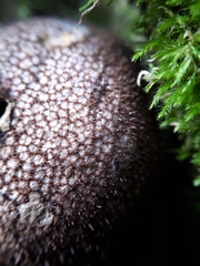 Lycoperdaceae