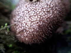 Lycoperdaceae