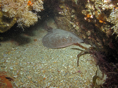 Torpedinidae
