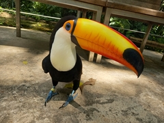 Ramphastos toco