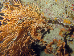 Pentapora foliacea