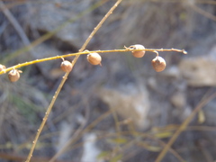 Indigofera sphaerocarpa