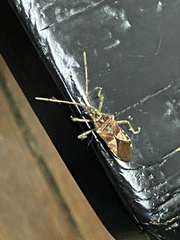 Leptoglossus occidentalis