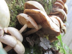 Basidiomycota