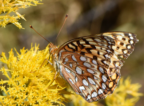 Coronis Fritillary
