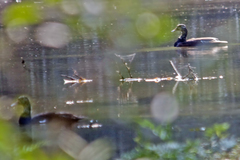 Asarcornis scutulata