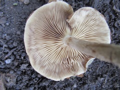 Basidiomycota