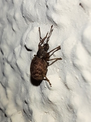 Otiorhynchus crataegi