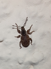 Otiorhynchus crataegi
