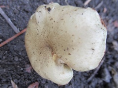 Basidiomycota
