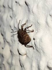 Otiorhynchus crataegi