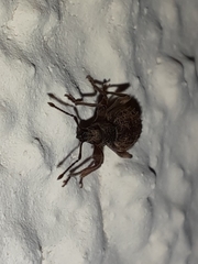 Otiorhynchus crataegi