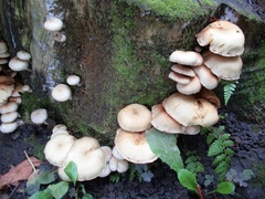 Basidiomycota
