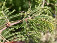 Calliandra peninsularis