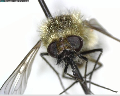 iNaturalist observation photo of Bombyliinae