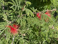 Calliandra peninsularis