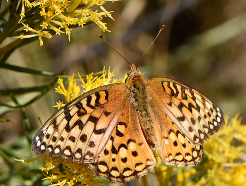 Coronis Fritillary