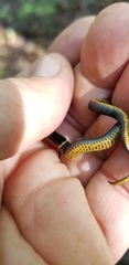 Diadophis punctatus stictogenys