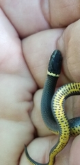 Diadophis punctatus stictogenys