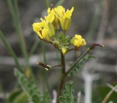 Erucastrum strigosum