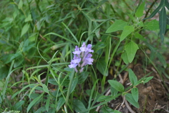 Scutellaria rehderiana