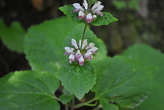 Phlomoides umbrosa