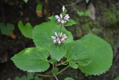 Phlomoides umbrosa