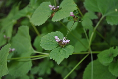 Phlomoides umbrosa
