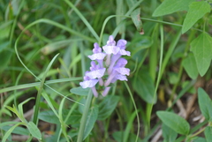 Scutellaria rehderiana