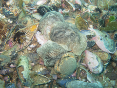 Pleurobranchaea maculata