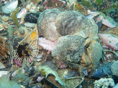 Pleurobranchaea maculata