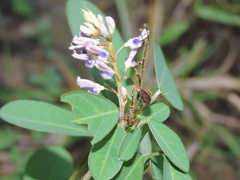 Grona heterocarpos