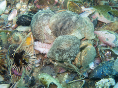 Pleurobranchaea maculata