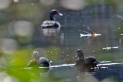 Asarcornis scutulata