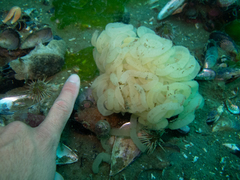 Pleurobranchaea maculata