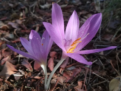 Autumn Crocus