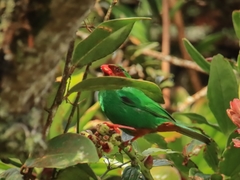 Chlorornis riefferii